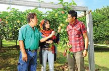 Explore Penang in a Day: Penang Hill, Kek Lok Si & Fruit Farm