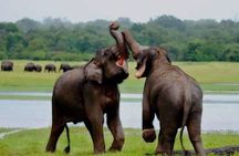 Minneriya National Park private safari 