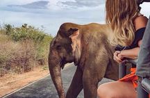 Minneriya National Park private safari 