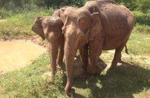 Minneriya National Park private safari 