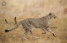 Full-Day Pilanesberg National Park from Johannesburg and Pretoria