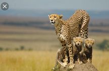 Full-Day Pilanesberg National Park from Johannesburg and Pretoria