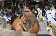Swayambhu and Kathmandu Durbar Square Half Day Tour