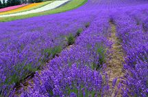 Hokkaido Furano Lavender Farm and Blue Pond Day Trip from Sapporo