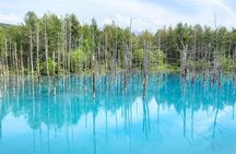 Hokkaido Furano Lavender Farm and Blue Pond Day Trip from Sapporo