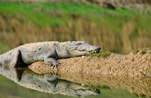 National Chambal Sanctuary and Alligator Day Tour from Agra