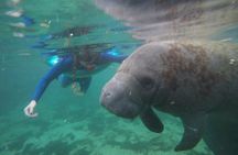 Private Manatee Snorkeling Tour