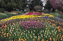 Skagit Valley Tulip Festival Tour
