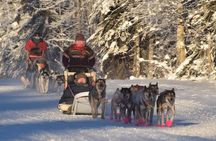 Dog Sledding and Mushing Experience in North Pole