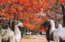 Half-Day Private Customized Nanjing City Tour