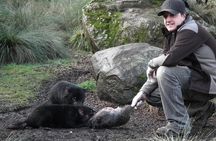 After Dark Tasmanian Devil Feeding Tour at Cradle Mountain