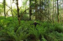 Mystical Rainforest Tour - Forest Magick