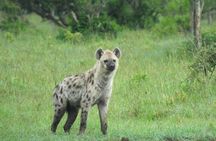 5 Days Rhino Safari, 1 Night Olpajeta, 1 Night Lake Nakuru, 2 Nights Maasai Mara