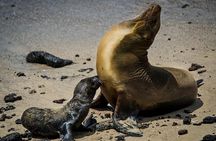 Galapagos By Land And Sea 4d-3n