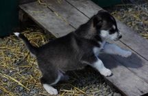 Skagway Shore Excursion: Yukon Discovery Tour
