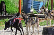 Skagway Shore Excursion: Yukon Dog Sledding and Sightseeing Tour