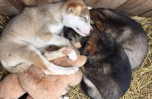 Skagway Shore Excursion: Yukon Dog Sledding and Sightseeing Tour
