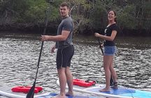 Naples Fl, Paddleboard Mangrove Forest Tour