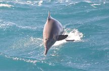 Swim With Dolphin By Semi PRIVATE Speedboat & Transfer - Hurghada