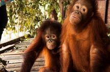 Orang Utan Island and Perak Tong Cave Temple Day Tour from Kuala Lumpur 