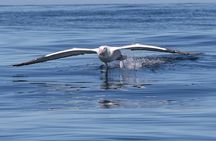 Albatross, seals, and sea birds-Wildlife Cruise