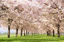 Nagano Spring: 1-Day Cherry Blossoms & Snow Monkeys Guided Tour