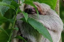 Sloth Watching Trail