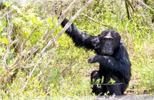 2-Day Ol Pejeta Conservancy Safari