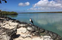 8-Day Machu Picchu & Galapagos Superior: Ultimate Bucket List Experience