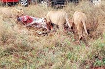 2 Days Amboseli National park safari package