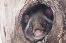 Wild Japanese Flying Squirrel Watching Tour in Nagano