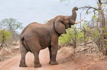6-Day Budget Lodge Safari in Tanzania
