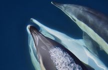 Dolphin Watching in Gibraltar & Fast Track Priority Cable Car 