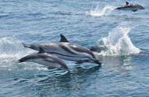 Dolphin Watching in Gibraltar & Fast Track Priority Cable Car 