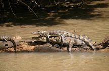 Corcovado National Park One Day Tour