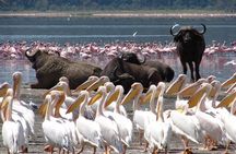 2 Days Flamingo Tour to Lake Bogoria & Lake Nakuru From Nairobi