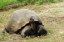 4-Day Galapagos Classic Tour: Santa Cruz, Bartolome or Seymour