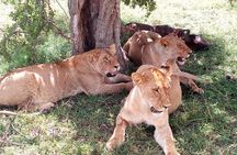 4-days safari: Tsavo east, west and Amboseli national parks