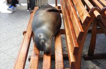 4-Day Galapagos Classic Tour: Santa Cruz, Bartolome or Seymour