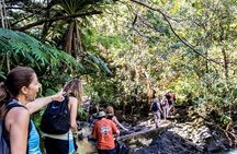 Waterfall & Rainforest Hiking Adventure with Hotel Pickup