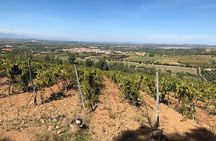 Small-Group Food and Wine Tour from Cagliari