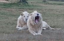 Full-Day Pilanesberg National Park from Johannesburg and Pretoria