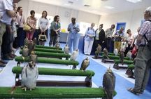 Falcon Tour Abu Dhabi With Hotel Pickup And Drop Off 
