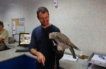 Falcon Tour Abu Dhabi With Hotel Pickup And Drop Off 