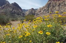Red Rock Canyon eBike Half-Day Tour