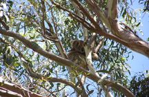 Stradbroke Island 4WD Day Trip from Brisbane