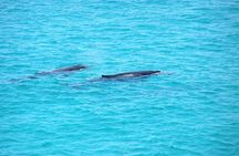 Stradbroke Island 4WD Day Trip from Brisbane