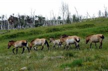 Day Tour of Hustai National Park