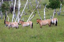 Day Tour of Hustai National Park