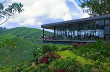Cameron Highlands Tour from Kuala Lumpur